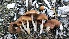  (Psathyrella piluliformis - TROM_F_17203)  @11 [ ] CreativeCommons - Attribution Non-Commercial Share-Alike (2017) Unspecified Tromsø University Museum
