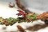  ( - TROM_F_17286)  @11 [ ] CreativeCommons - Attribution Non-Commercial Share-Alike (2017) Unspecified Tromsø University Museum