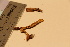  ( - TROM_F_17303)  @11 [ ] CreativeCommons - Attribution Non-Commercial Share-Alike (2017) Unspecified Tromsø University Museum