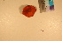  ( - TROM_F_17313)  @11 [ ] CreativeCommons - Attribution Non-Commercial Share-Alike (2017) Unspecified Tromsø University Museum