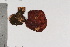  (Hypomyces luteovirens - TROM-F-18322)  @11 [ ] CreativeCommons - Attribution Non-Commercial Share-Alike (2018) Unspecified Tromsø University Museum