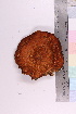  ( - 20325-1)  @11 [ ] CreativeCommons - Attribution Non-Commercial Share-Alike (2018) Unspecified Tromsø University Museum