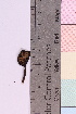  ( - 20325-37)  @11 [ ] CreativeCommons - Attribution Non-Commercial Share-Alike (2018) Unspecified Tromsø University Museum