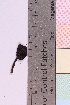  ( - 20325-37)  @11 [ ] CreativeCommons - Attribution Non-Commercial Share-Alike (2018) Unspecified Tromsø University Museum