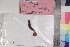  ( - TROM_F_21051)  @11 [ ] CreativeCommons - Attribution Non-Commercial Share-Alike (2017) Unspecified Tromsø University Museum