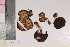  ( - TROM-F-21500)  @11 [ ] CreativeCommons - Attribution Non-Commercial Share-Alike (2018) Unspecified Tromsø University Museum