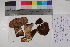  (Suillellus luridus - TROM_F_21522)  @11 [ ] CreativeCommons - Attribution Non-Commercial Share-Alike (2017) Unspecified Tromsø University Museum