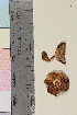  ( - TROM-F-23428)  @11 [ ] CreativeCommons - Attribution Non-Commercial Share-Alike (2017) Unspecified Tromsø University Museum