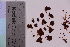  ( - TROM_F_23539)  @11 [ ] CreativeCommons - Attribution Non-Commercial Share-Alike (2018) Unspecified Tromsø University Museum