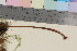  (Macrotyphula fistulosa - TROM_F_26233)  @11 [ ] CreativeCommons - Attribution Non-Commercial Share-Alike (2016) Unspecified Tromsø University Museum