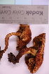  ( - TROM_F_26644)  @11 [ ] CreativeCommons - Attribution Non-Commercial Share-Alike (2019) Unspecified Tromsø University Museum