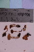  ( - TROM_F_31359)  @11 [ ] CreativeCommons - Attribution Non-Commercial Share-Alike (2018) Unspecified Tromsø University Museum