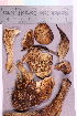  (Leccinum roseofractum - TROM_F_32779)  @11 [ ] CreativeCommons - Attribution Non-Commercial Share-Alike (2019) Unspecified Tromsø University Museum