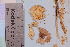  (Mycena alcalina - TROM_F_33527)  @11 [ ] CreativeCommons - Attribution Non-Commercial Share-Alike (2019) Unspecified Tromsø University Museum