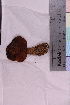  (Xerocomus badius - TROM_F_33587)  @11 [ ] CreativeCommons - Attribution Non-Commercial Share-Alike (2018) Unspecified Tromsø University Museum