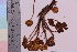  ( - TROM_F_33761)  @11 [ ] CreativeCommons - Attribution Non-Commercial Share-Alike (2019) Unspecified Tromsø University Museum