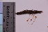 (Atheniella adonis var. coccinea - TROM_F_33887)  @11 [ ] CreativeCommons - Attribution Non-Commercial Share-Alike (2019) Unspecified Tromsø University Museum