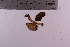  (Psathyrella fusca - TROM_F_34772)  @11 [ ] CreativeCommons - Attribution Non-Commercial Share-Alike (2018) Unspecified Tromsø University Museum