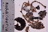  (Psathyrella subnuda - TROM_F_34795)  @11 [ ] CreativeCommons - Attribution Non-Commercial Share-Alike (2018) Unspecified Tromsø University Museum