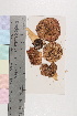  ( - TROM_F_35422-2)  @11 [ ] CreativeCommons - Attribution Non-Commercial Share-Alike (2018) Unspecified Tromsø University Museum