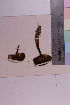  ( - TROM_F_36187)  @11 [ ] CreativeCommons - Attribution Non-Commercial Share-Alike (2018) Unspecified Tromsø University Museum