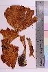  ( - TROM_F_37866)  @11 [ ] CreativeCommons - Attribution Non-Commercial Share-Alike (2019) Unspecified Tromsø University Museum