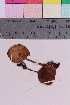  ( - TROM_F_3973)  @11 [ ] CreativeCommons - Attribution Non-Commercial Share-Alike (2018) Unspecified Tromsø University Museum