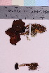  ( - TROM_F_3974)  @11 [ ] CreativeCommons - Attribution Non-Commercial Share-Alike (2018) Unspecified Tromsø University Museum