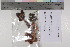  (Cortinarius sp. BD19 - TROM_F_41110)  @11 [ ] CreativeCommons - Attribution Non-Commercial Share-Alike (2017) Unspecified Tromsø University Museum