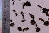  (Serpulaceae - TROM_F_444)  @11 [ ] CreativeCommons - Attribution Non-Commercial Share-Alike (2019) Unspecified Tromsø University Museum