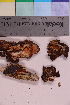  ( - TROM_F_5687)  @11 [ ] CreativeCommons - Attribution Non-Commercial Share-Alike (2019) Unspecified Tromsø University Museum