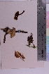  ( - TROM_F_6194)  @11 [ ] CreativeCommons - Attribution Non-Commercial Share-Alike (2018) Unspecified Tromsø University Museum