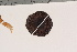  ( - TROM-F-6232)  @11 [ ] CreativeCommons - Attribution Non-Commercial Share-Alike (2018) Unspecified Tromsø University Museum