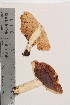  ( - TROM-F-648)  @11 [ ] CreativeCommons - Attribution Non-Commercial Share-Alike (2018) Unspecified Tromsø University Museum