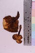  ( - TROM_F_6553)  @11 [ ] CreativeCommons - Attribution Non-Commercial Share-Alike (2018) Unspecified Tromsø University Museum