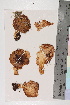  ( - TROM-F-6671)  @11 [ ] CreativeCommons - Attribution Non-Commercial Share-Alike (2018) Unspecified Tromsø University Museum