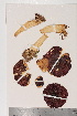  ( - TROM-F-7563)  @11 [ ] CreativeCommons - Attribution Non-Commercial Share-Alike (2018) Unspecified Tromsø University Museum