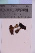  ( - TROM_F_8250)  @11 [ ] CreativeCommons - Attribution Non-Commercial Share-Alike (2018) Unspecified Tromsø University Museum