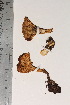  ( - TROM_F_8376)  @11 [ ] CreativeCommons - Attribution Non-Commercial Share-Alike (2018) Unspecified Tromsø University Museum