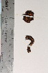  ( - TROM_F_8391)  @11 [ ] CreativeCommons - Attribution Non-Commercial Share-Alike (2018) Unspecified Tromsø University Museum