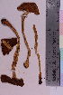  (Cortinarius elatior - TROM_F_8841)  @11 [ ] CreativeCommons - Attribution Non-Commercial Share-Alike (2018) Unspecified Tromsø University Museum