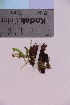  (Flammulaster granulosus - TROM_F_8865)  @11 [ ] CreativeCommons - Attribution Non-Commercial Share-Alike (2018) Unspecified Tromsø University Museum