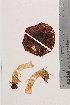  ( - TROM-F-8962)  @11 [ ] CreativeCommons - Attribution Non-Commercial Share-Alike (2018) Unspecified Tromsø University Museum