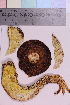  ( - TROM_F_9451)  @11 [ ] CreativeCommons - Attribution Non-Commercial Share-Alike (2019) Unspecified Tromsø University Museum