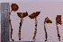  (Cortinarius grallipes - TROM_F_9566)  @11 [ ] CreativeCommons - Attribution Non-Commercial Share-Alike (2018) Unspecified Tromsø University Museum