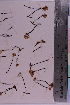  (Omphalotaceae - TROM_F_9962)  @11 [ ] CreativeCommons - Attribution Non-Commercial Share-Alike (2019) Unspecified Tromsø University Museum