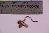  (Exobasidium vaccinii - TROM_F_POR-08)  @11 [ ] CreativeCommons - Attribution Non-Commercial Share-Alike (2018) Unspecified Tromsø University Museum