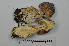  (Boletus reticulatus - VM-Bas051)  @11 [ ] Creative Commons  Attribution Non-Commercial Share-Alike (2016) NTNU University Museum, Department of Natural History NTNU University Museum, Department of Natural History