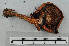  ( - VM-Bas071)  @11 [ ] Creative Commons  Attribution Non-Commercial Share-Alike (2016) NTNU University Museum, Department of Natural History NTNU University Museum, Department of Natural History