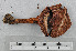  ( - VM-Bas071)  @11 [ ] Creative Commons  Attribution Non-Commercial Share-Alike (2016) NTNU University Museum, Department of Natural History NTNU University Museum, Department of Natural History